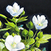 Hirotoshi Kurita Gallery